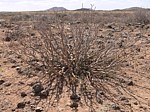 Euphorbia scheffleri PV2503 Marsabit severne GPS173 Kenya 2012_PV0947.jpg